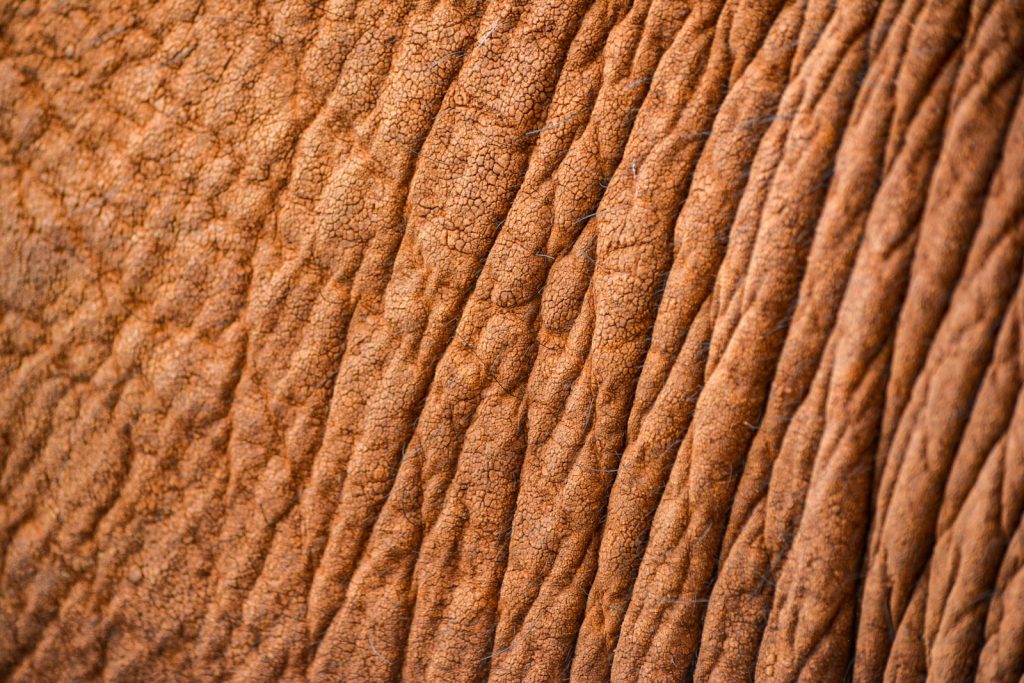 a close up of the dey skin of an elephant